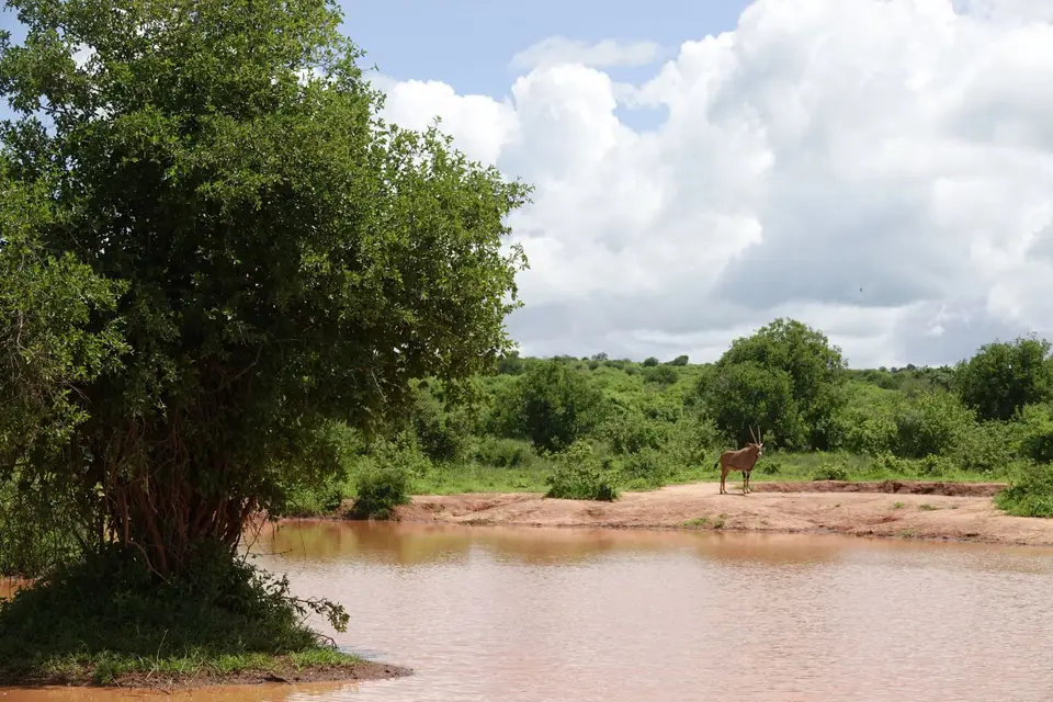 121OryxamWasserloch.JPG