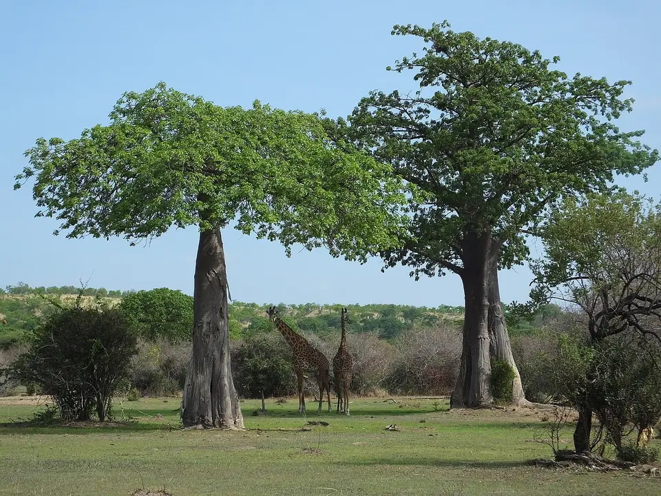 125GiraffenunterBaobabs.jpg
