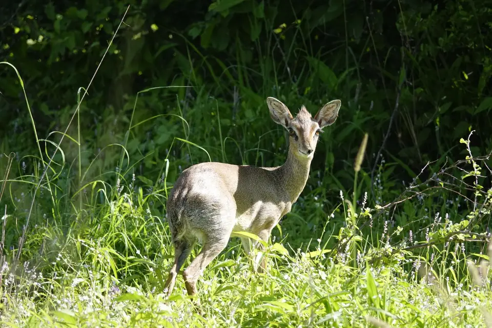 126DikDik.JPG