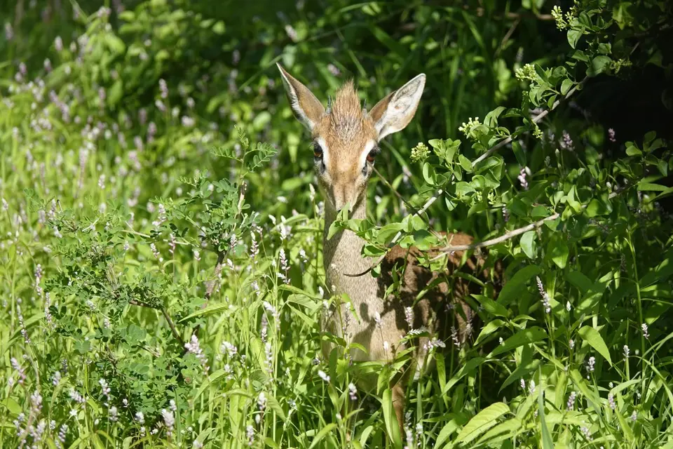 127DikDik.JPG