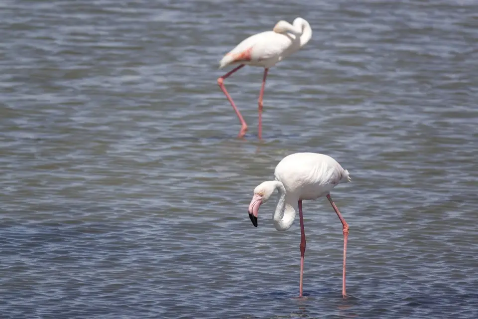 127Flamingos.jpg