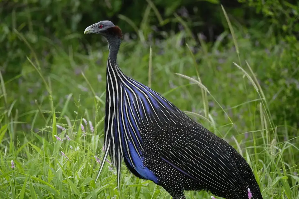 133Geierperlhuhn.JPG