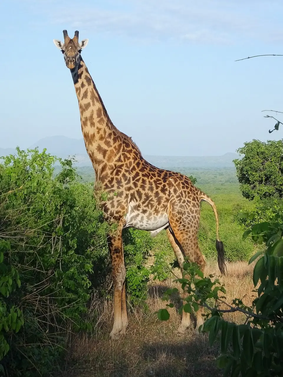 144Giraffe.jpg