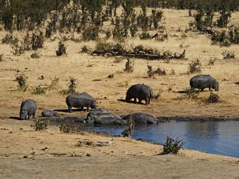 145Hippos.jpg