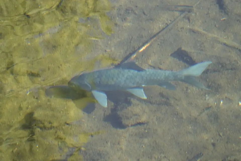 146Fisch.JPG
