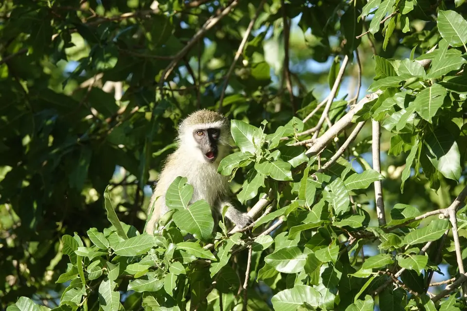 148Meerkatze.JPG
