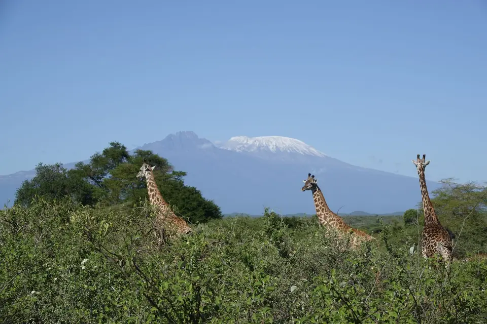 153GiraffenvorKili.JPG