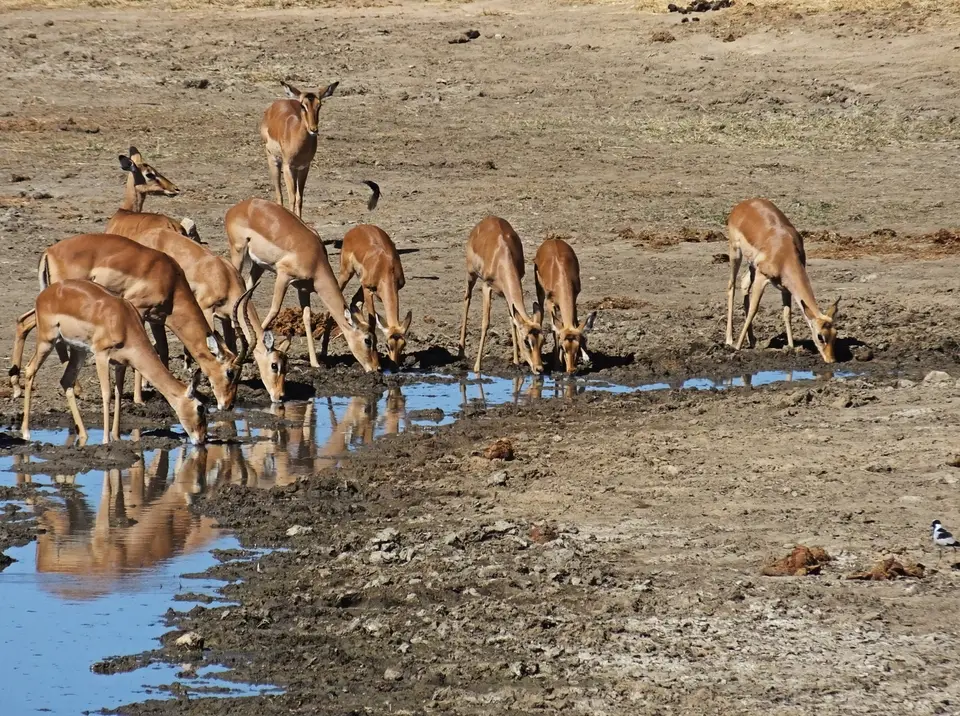 155trinkendeImpalas.jpg
