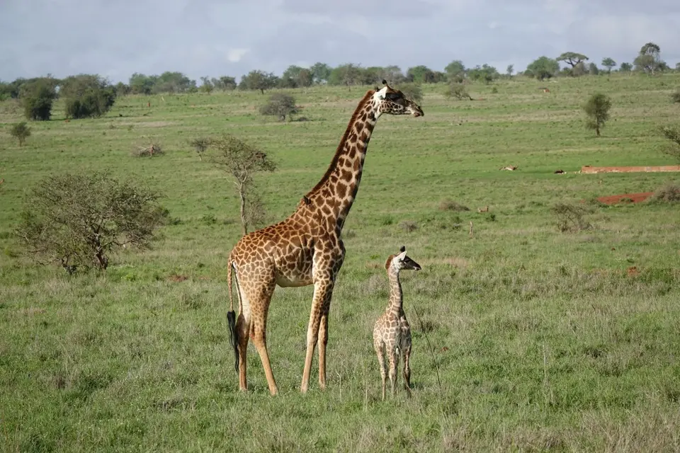 168GiraffemitKalb.JPG