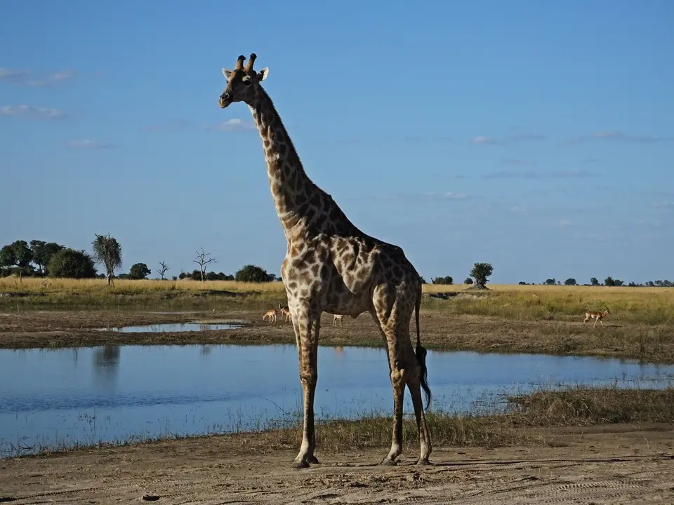 169Giraffe.jpg