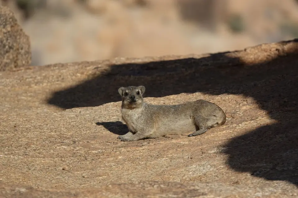 170Dassie.jpg