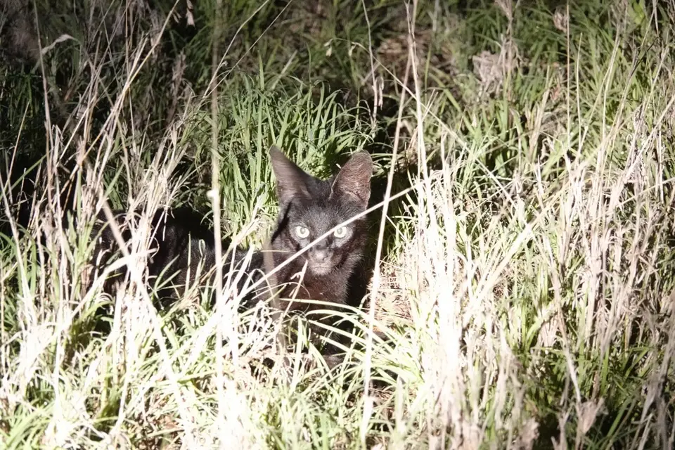 184schwarzerServal.JPG