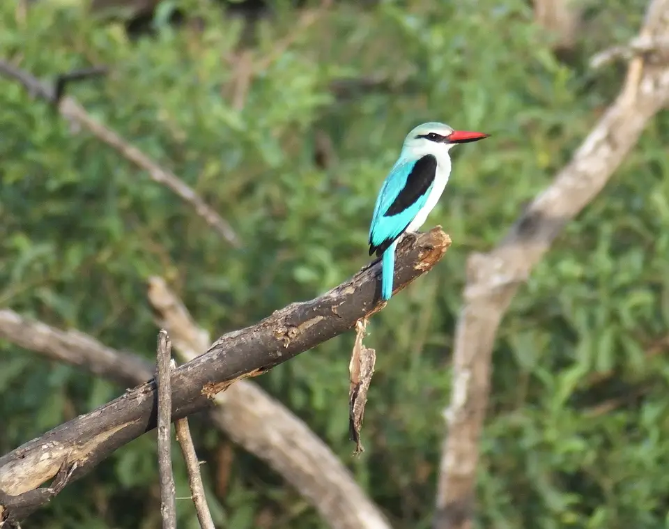 201Kingfisher.jpg