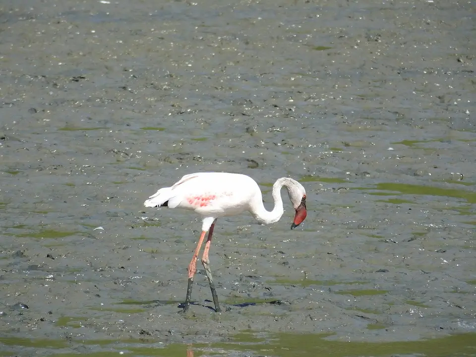 214Flamingo.jpg
