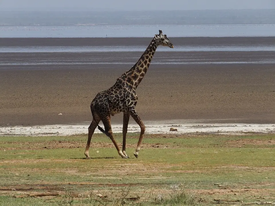 218GiraffeamSee.jpg