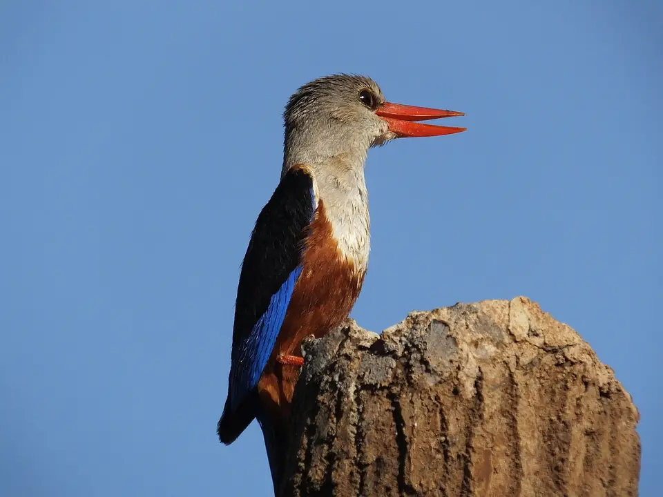 221Kingfisher.jpg