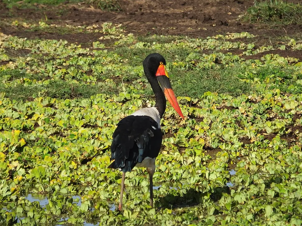 226Sattelstorch.jpg