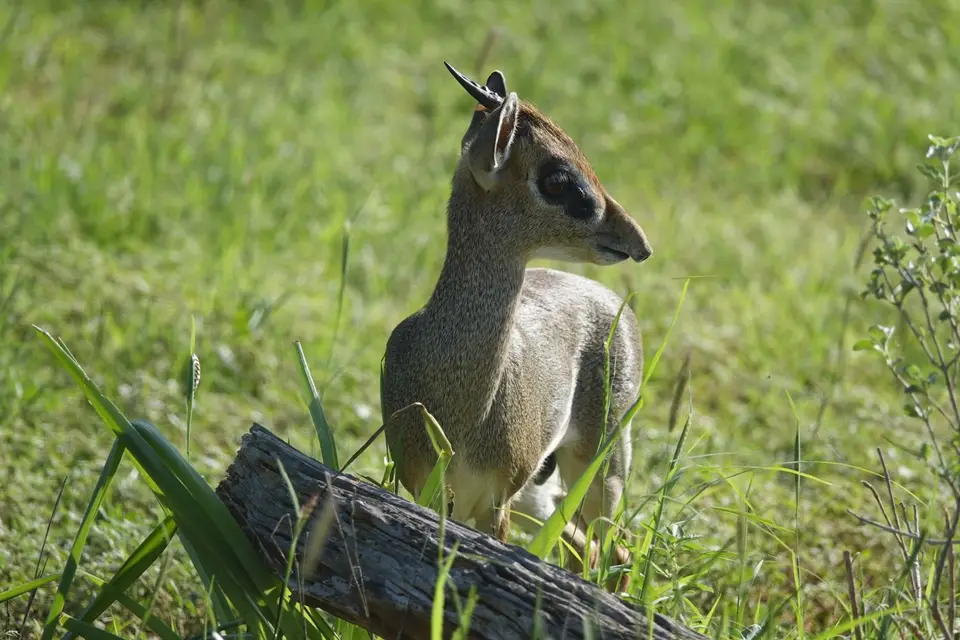 232Dik-Dik.JPG
