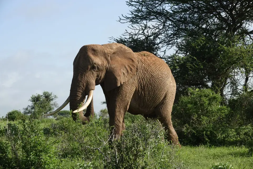 234Elefant.JPG
