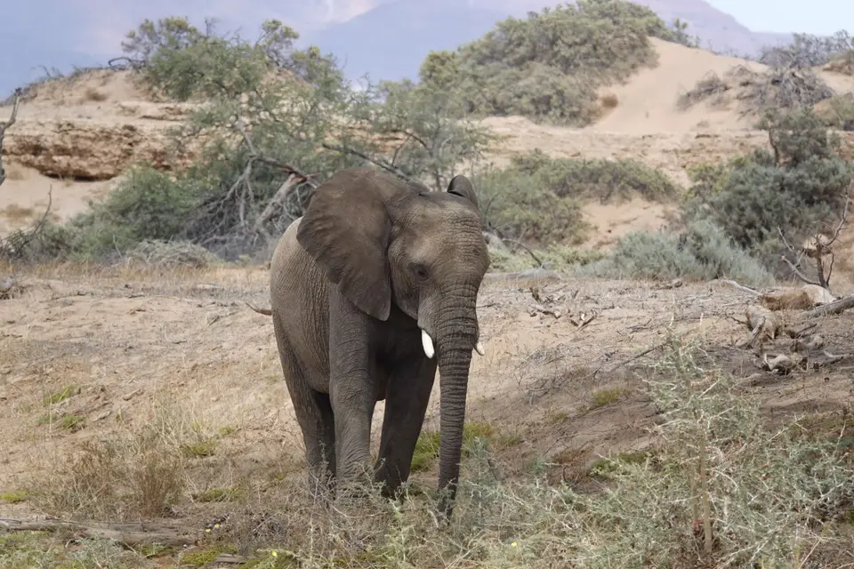 241Elefant1.jpg