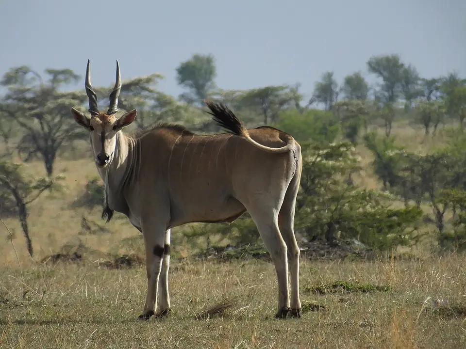 250Eland.jpg