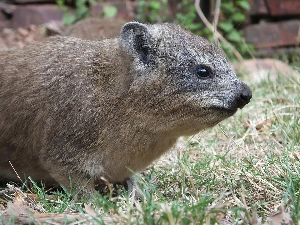 267Dassie2.jpg