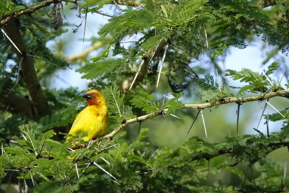 270gelberVogel.JPG