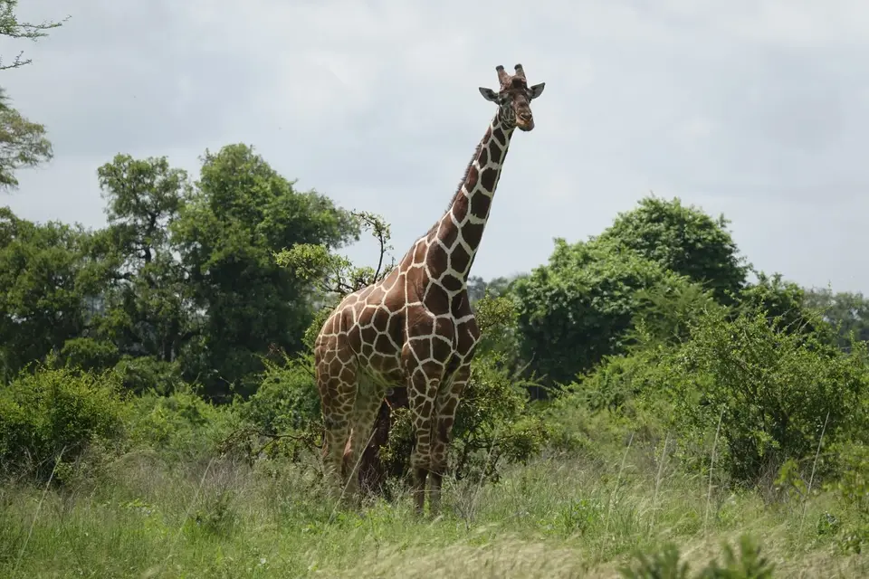 274Giraffe.JPG