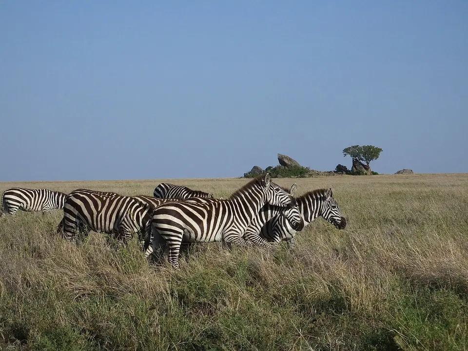 274Zebras1.jpg