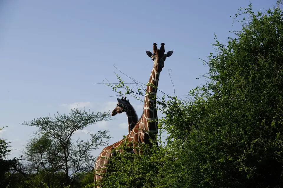 275Giraffe.JPG