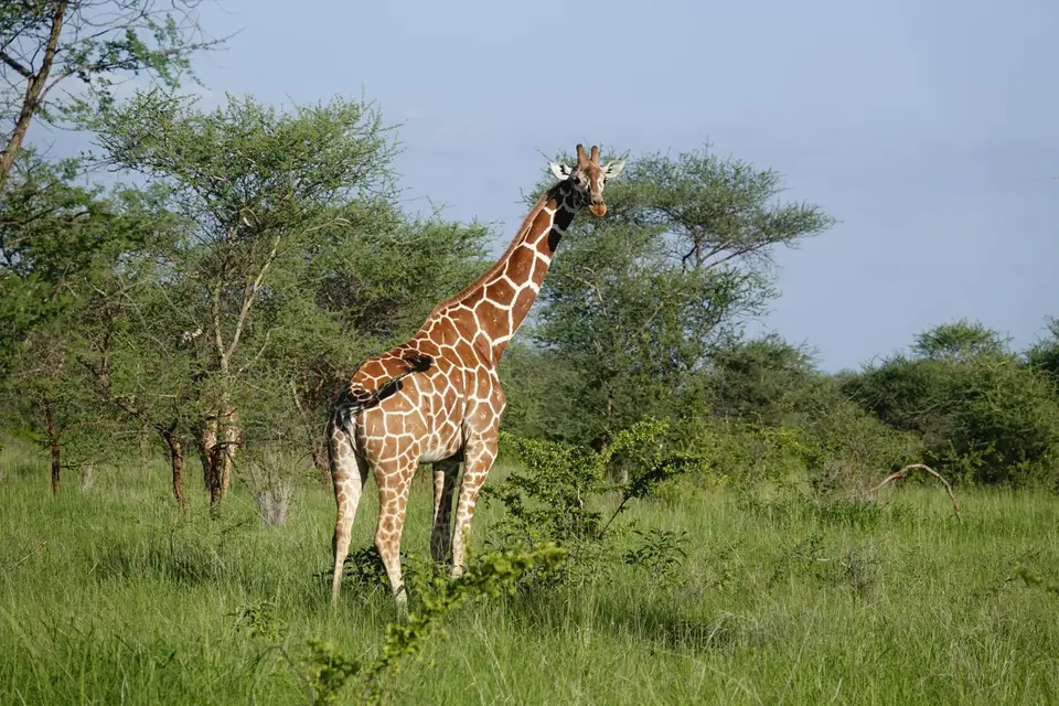 276Giraffe.JPG