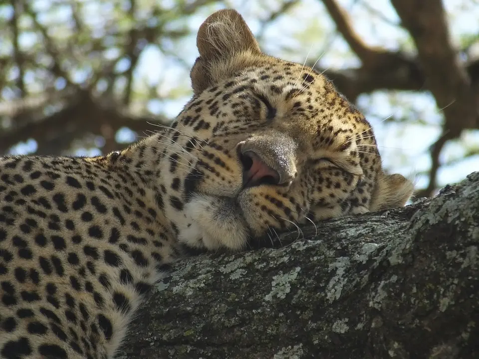 281Leopard3.jpg