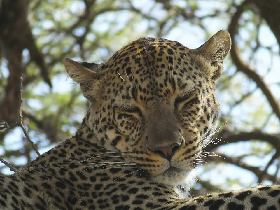 282Leopard4.jpg