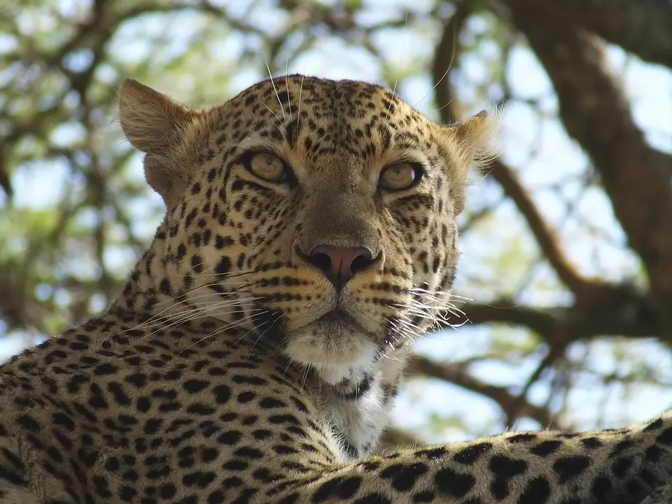 283Leopard5.jpg