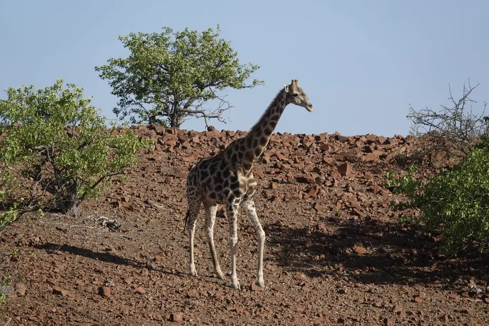284GiraffeamHang.jpg