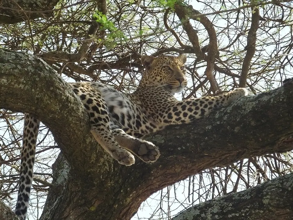 284Leopard6.jpg