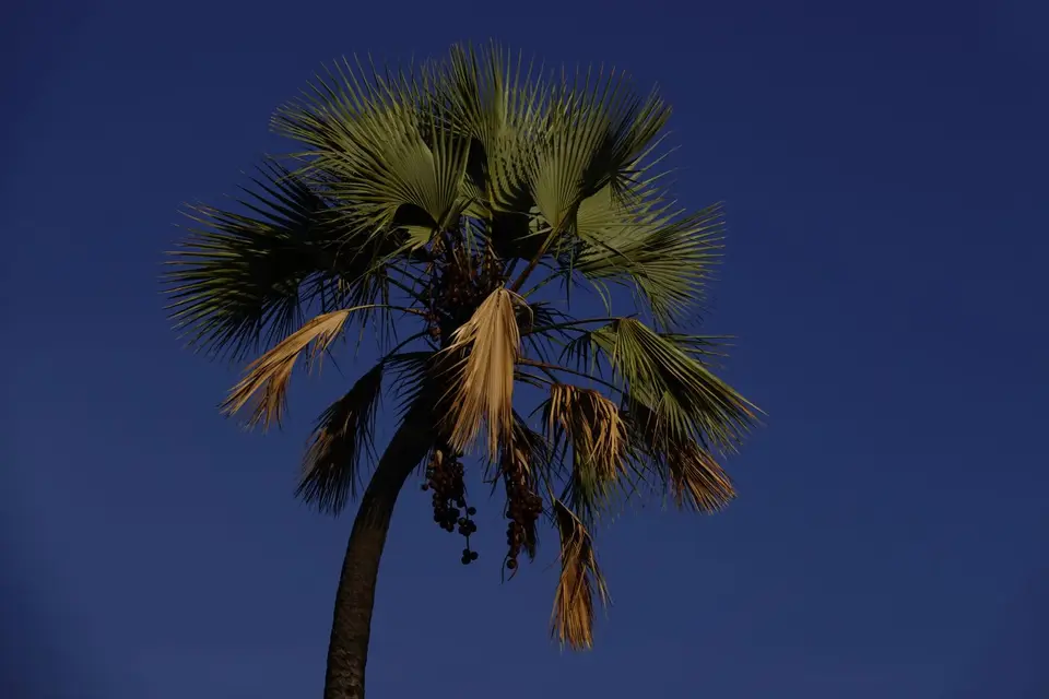 287Palme.jpg
