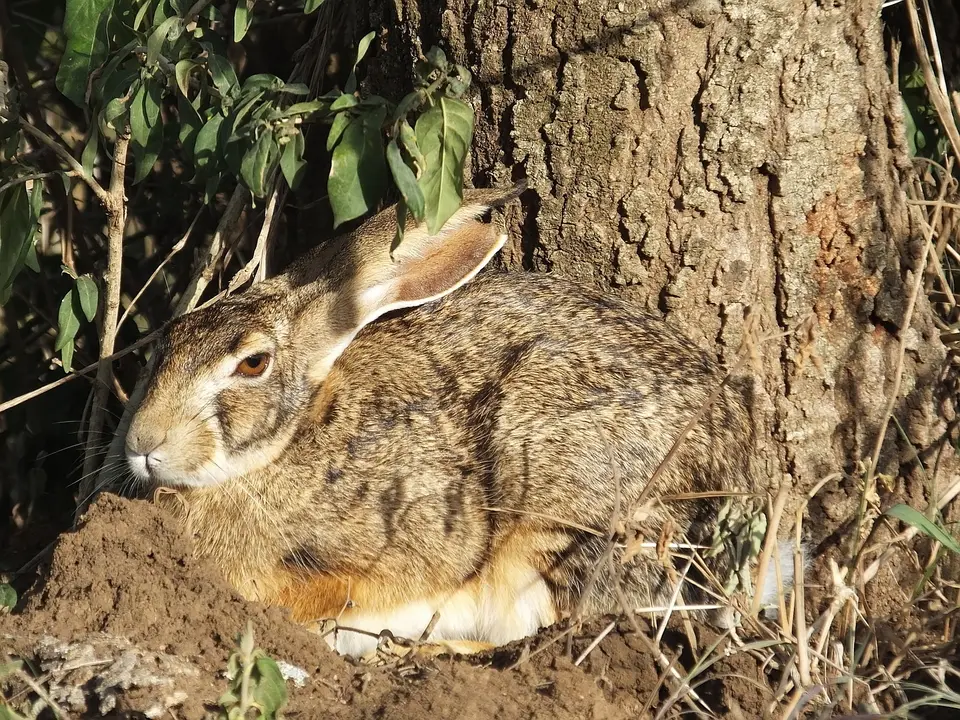 298Hase.jpg