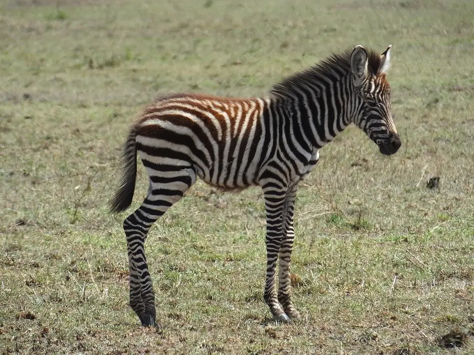 306Zebrafohlen.jpg