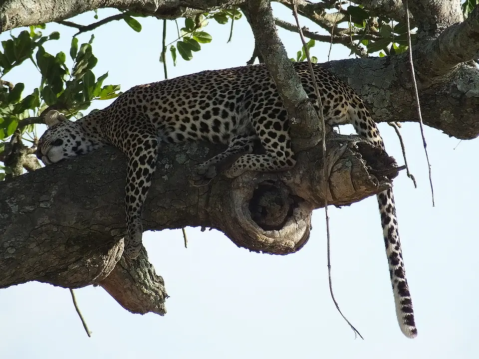 312Leopard.jpg
