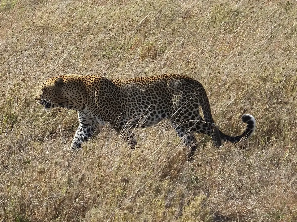 314LeopardimGras.jpg
