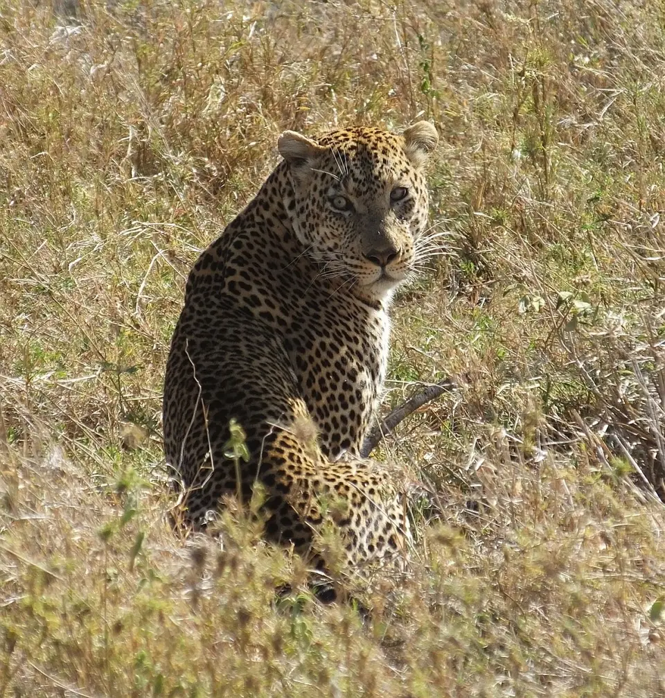 315sitzenderLeopard.jpg