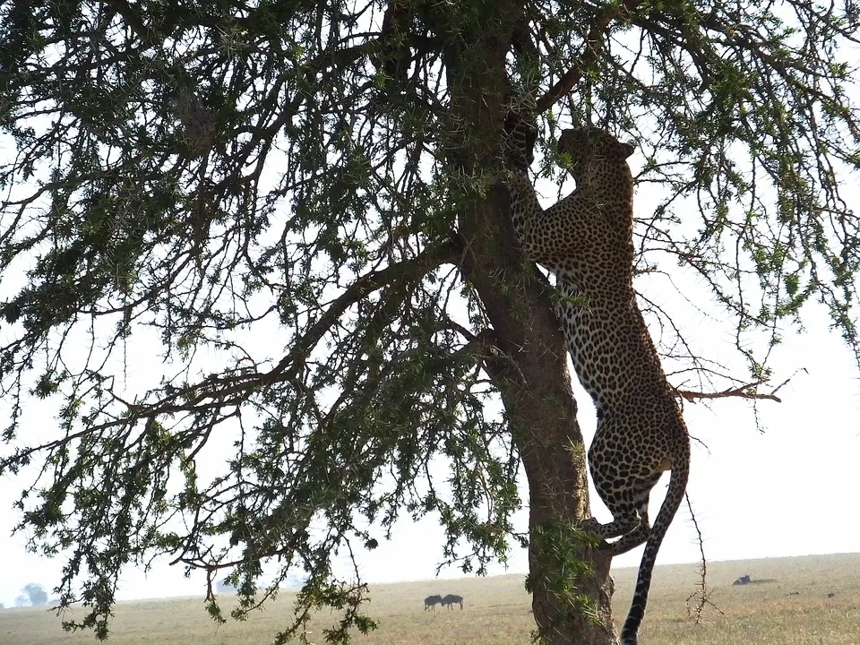 317kletternderLeopard.jpg