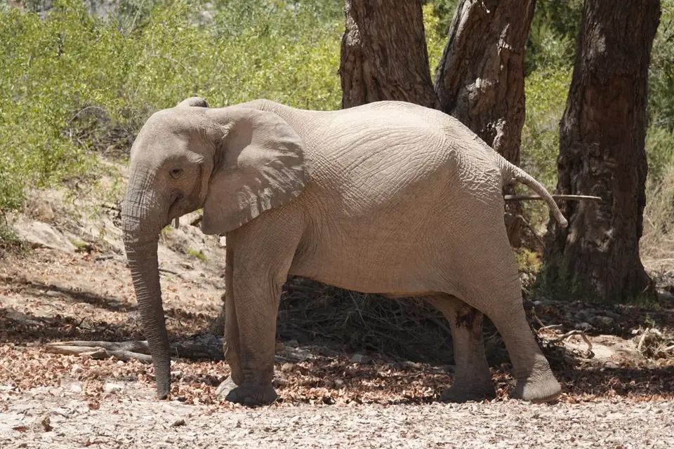 321Elefant1.jpg
