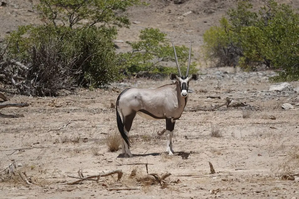 328Oryx.jpg