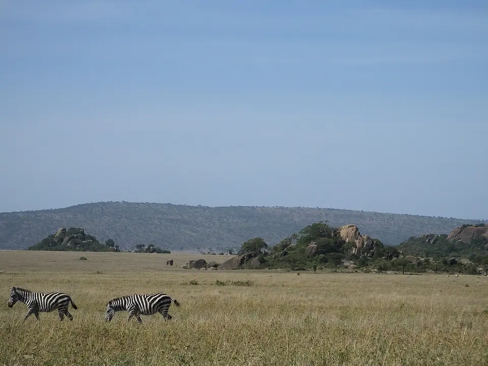 337ZebrasvorMoruKopjes.jpg