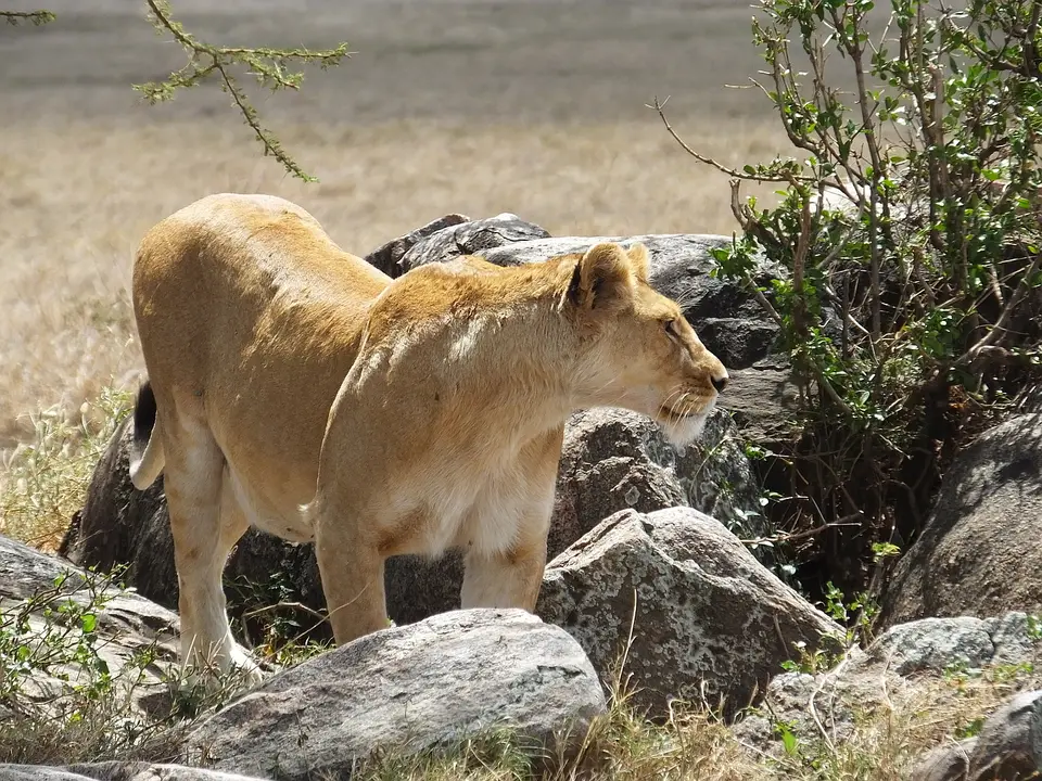 354LöwinzwischenFelsen.jpg