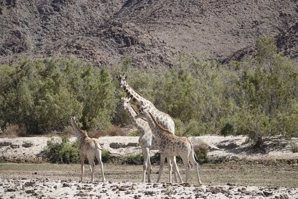 360GiraffenimHoarusib2.jpg