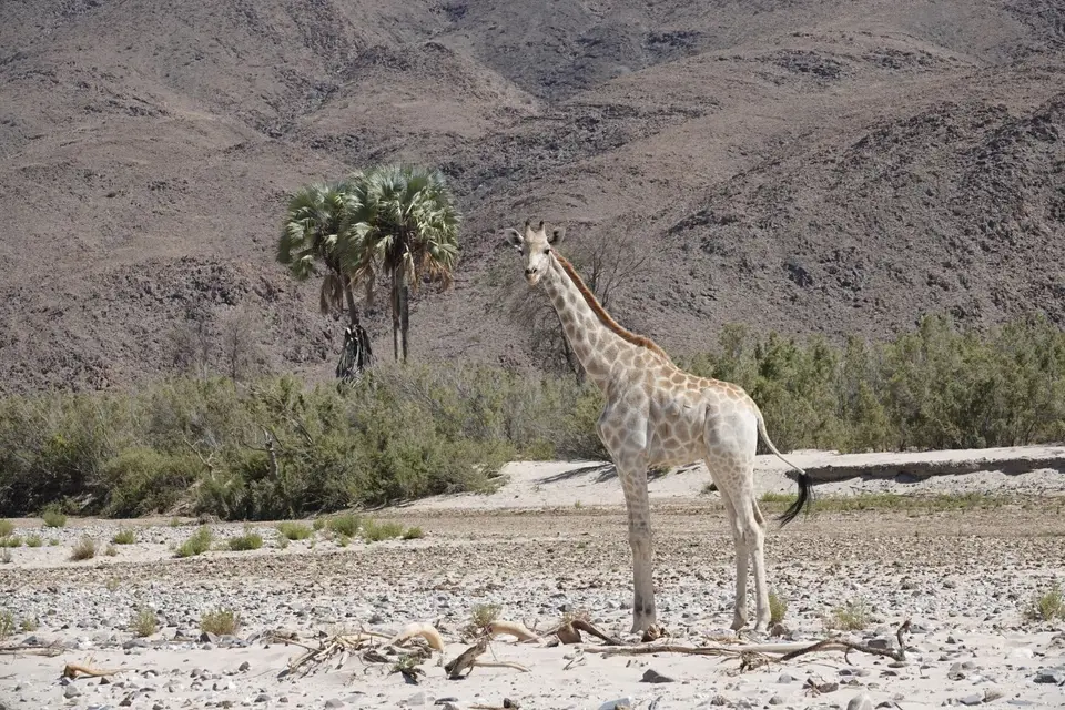 361GiraffeimHoarusib.jpg
