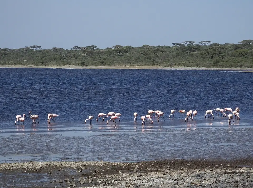 369Flamingos.jpg